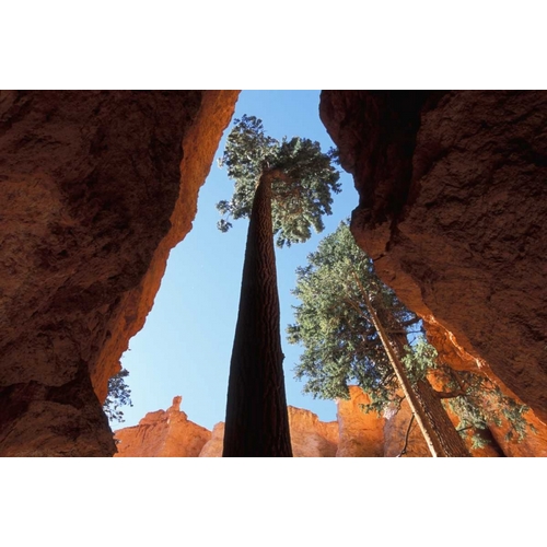 UT, Bryce Canyon Tall pine in Wall Street canyon